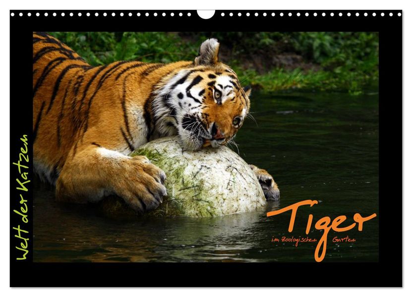 Welt der Katzen - Tiger (Wandkalender 2027 DIN A3 quer) CALVENDO Monatskalender