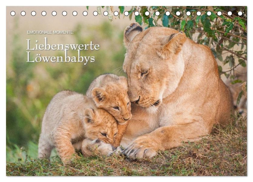 Emotionale Momente: Liebenswerte Löwenbabys / CH-Version (Tischkalender 2027 DIN A5 quer) CALVENDO Monatskalender