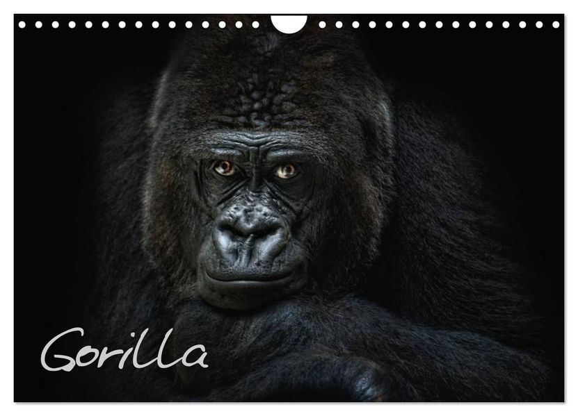 Gorilla (Wandkalender 2027 DIN A4 quer) CALVENDO Monatskalender