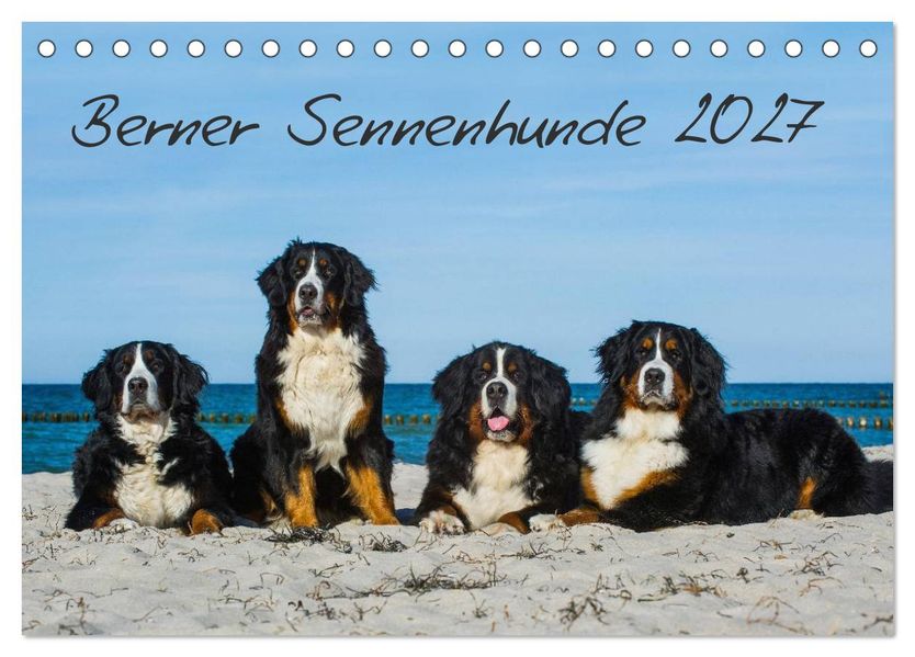Berner Sennenhund 2027 (Tischkalender 2027 DIN A5 quer) CALVENDO Monatskalender
