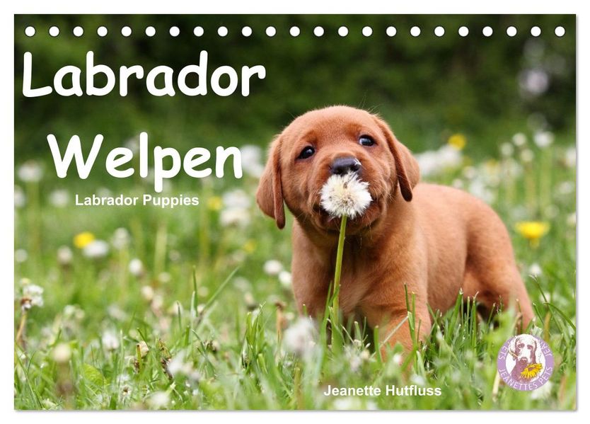 Labrador Welpen - Labrador Puppies (Tischkalender 2027 DIN A5 quer) CALVENDO Monatskalender