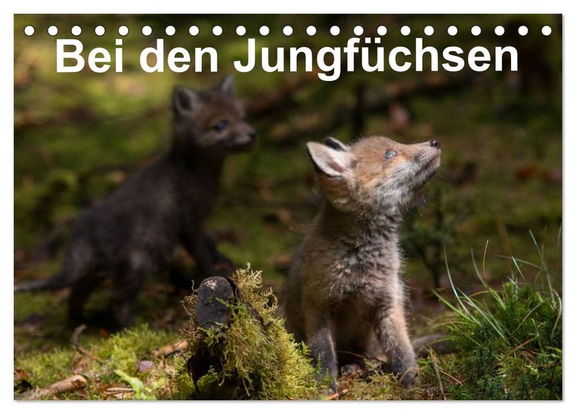 Bei den Jungfüchsen (Tischkalender 2027 DIN A5 quer) CALVENDO Monatskalender