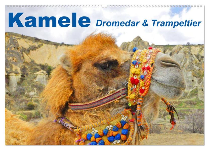 Kamele Dromedar & Trampeltier (Wandkalender 2027 DIN A2 quer) CALVENDO Monatskalender