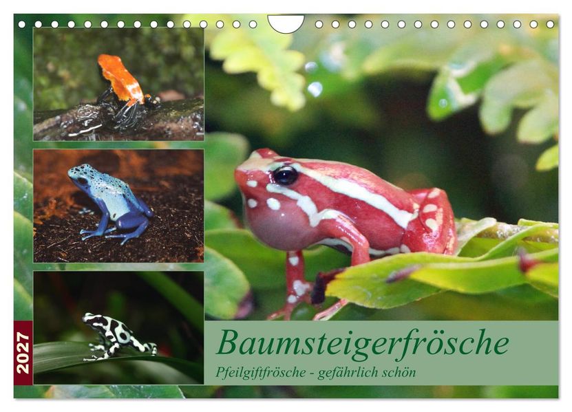 Baumsteigerfrösche. Pfeilgiftfrösche - gefährlich schön (Wandkalender 2027 DIN A4 quer) CALVENDO Monatskalender