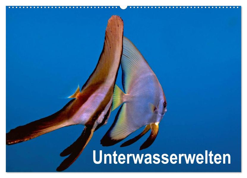 Unterwasserwelten (Wandkalender 2027 DIN A2 quer) CALVENDO Monatskalender