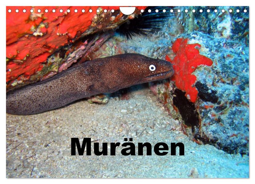 Muränen (Wandkalender 2027 DIN A4 quer) CALVENDO Monatskalender