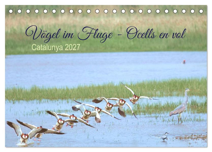 Vögel im Fluge - Ocells en vol (Tischkalender 2027 DIN A5 quer) CALVENDO Monatskalender
