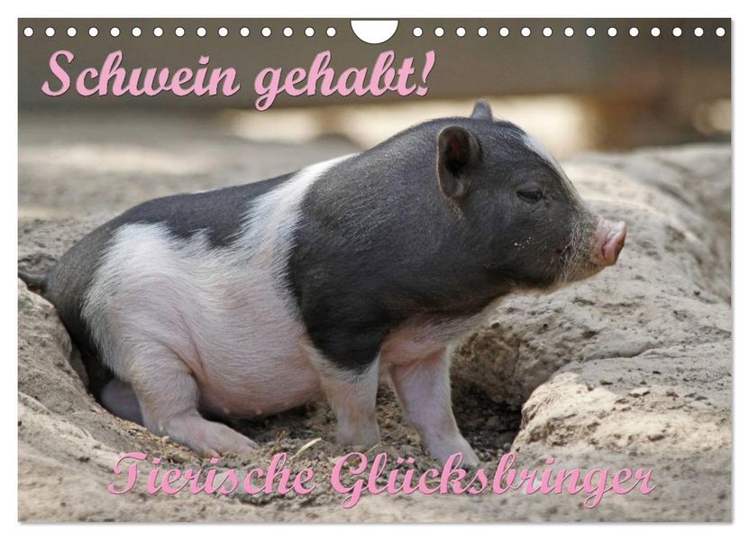 Schwein gehabt! (Wandkalender 2027 DIN A4 quer) CALVENDO Monatskalender