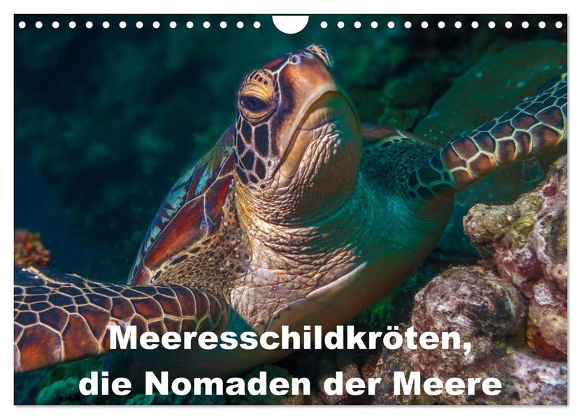 Meeresschildkröten die Nomaden der Meere (Wandkalender 2027 DIN A4 quer) CALVENDO Monatskalender