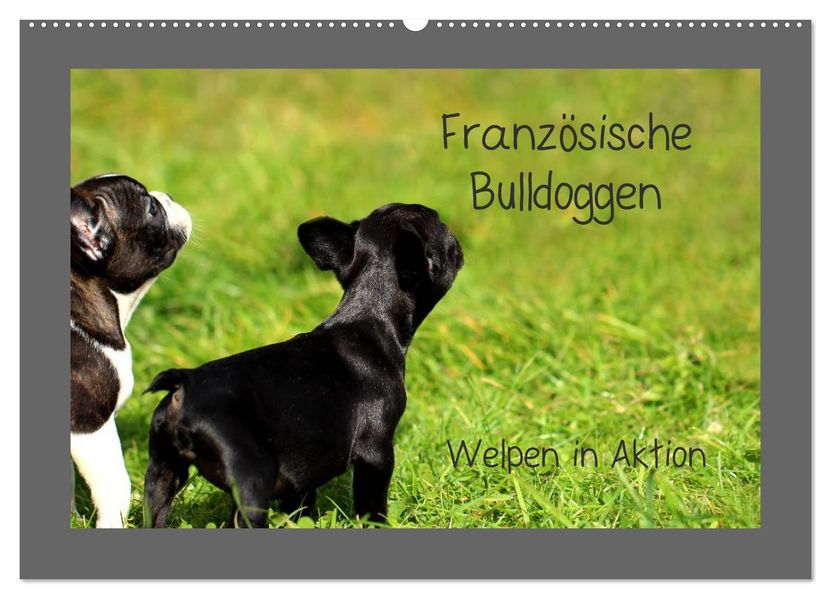 Französische Bulldoggen (Wandkalender 2027 DIN A2 quer) CALVENDO Monatskalender