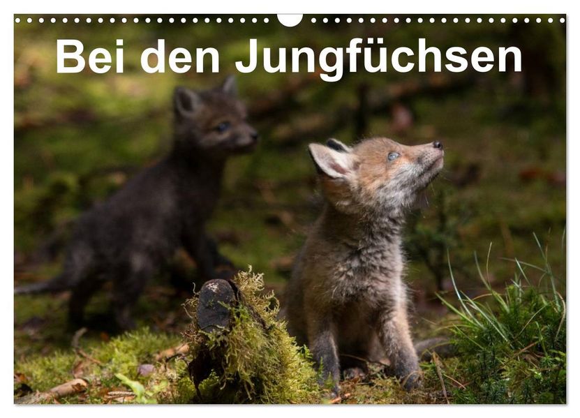 Bei den Jungfüchsen (Wandkalender 2027 DIN A3 quer) CALVENDO Monatskalender