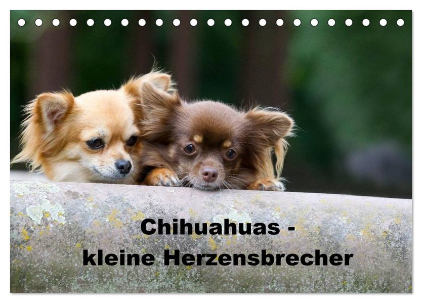 Chihuahuas - kleine Herzensbrecher (Tischkalender 2027 DIN A5 quer) CALVENDO Monatskalender