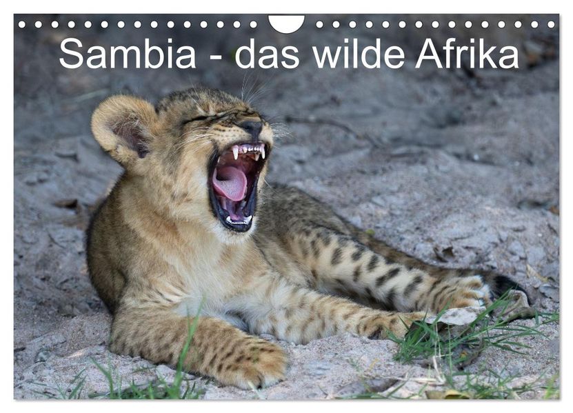 Sambia - das wilde Afrika (Wandkalender 2027 DIN A4 quer) CALVENDO Monatskalender