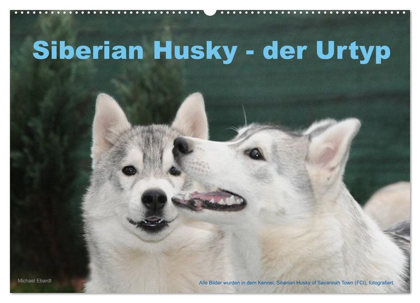 Siberian Husky - der Urtyp (Wandkalender 2027 DIN A2 quer) CALVENDO Monatskalender