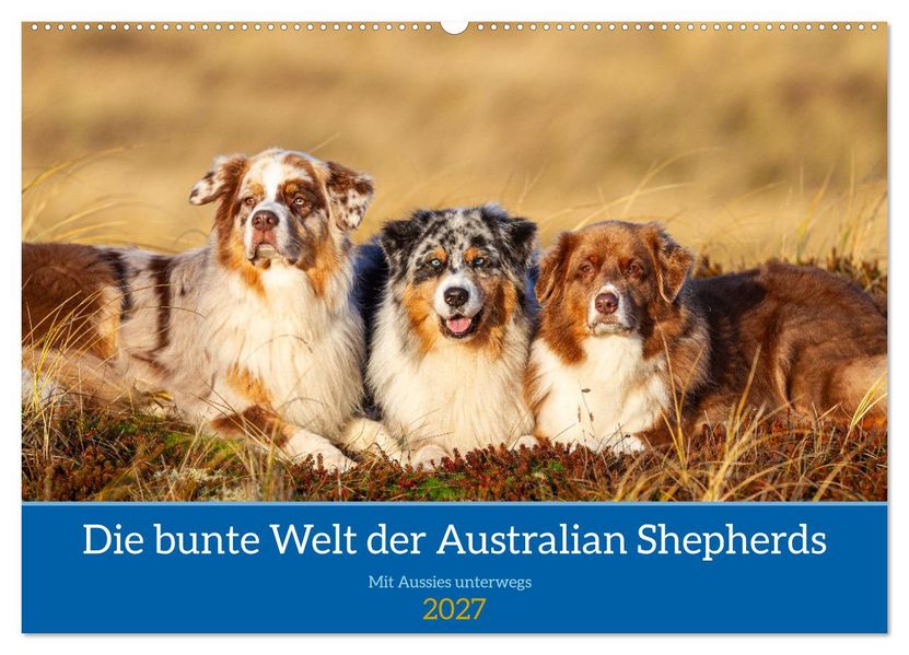 Mit Aussies unterwegs - Die bunte Welt der Australian Shepherds (Wandkalender 2027 DIN A2 quer) CALVENDO Monatskalender