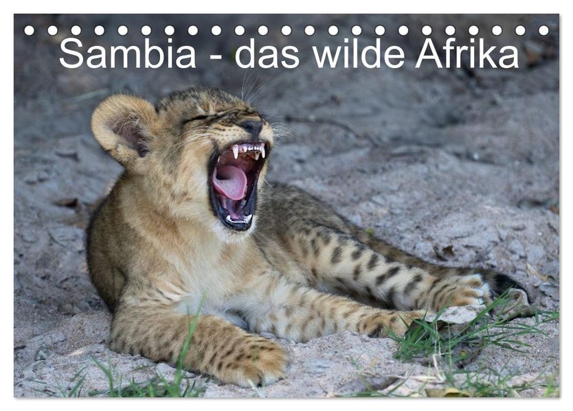 Sambia - das wilde Afrika (Tischkalender 2027 DIN A5 quer) CALVENDO Monatskalender