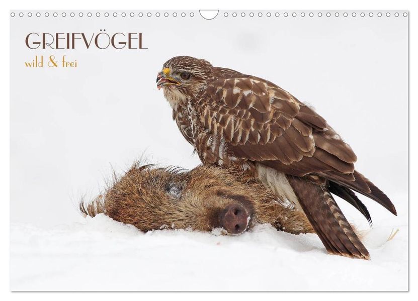 GREIFVÖGEL wild & frei (Wandkalender 2027 DIN A3 quer) CALVENDO Monatskalender