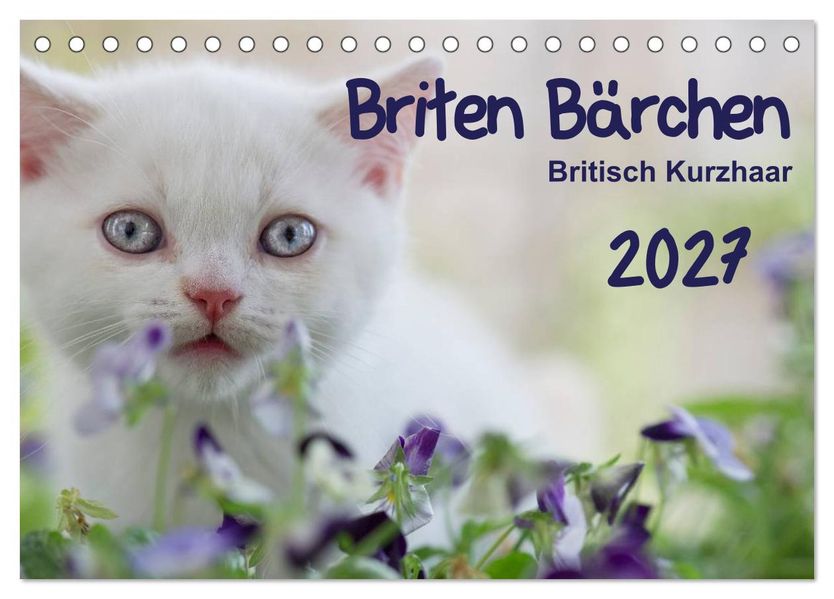 Briten Bärchen - Britsch Kurzhaar 2027 (Tischkalender 2027 DIN A5 quer) CALVENDO Monatskalender
