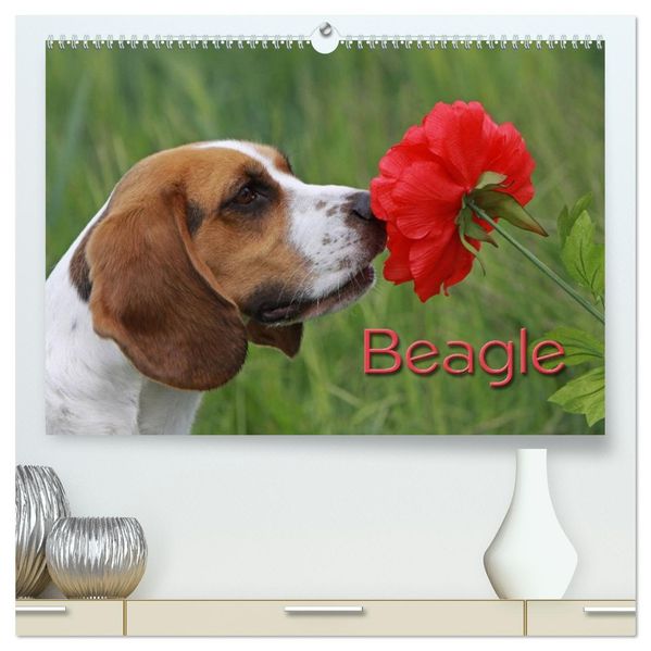 Beagle (hochwertiger Premium Wandkalender 2027 DIN A2 quer) Kunstdruck in Hochglanz
