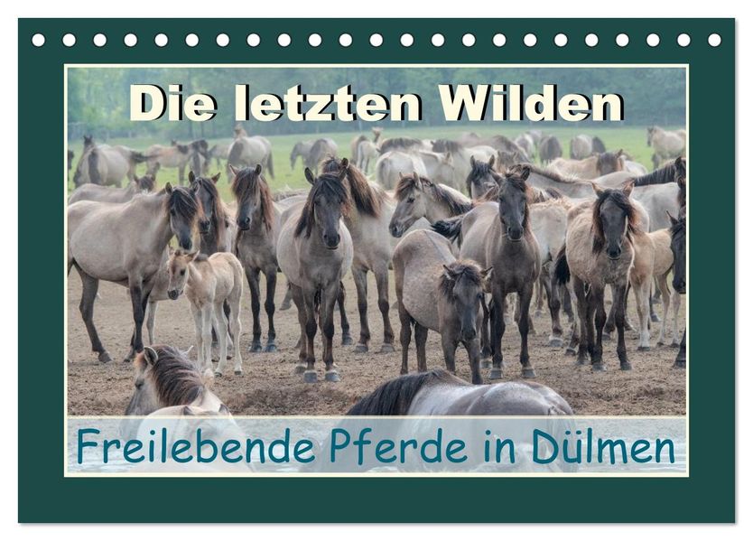 Die letzten Wilden - freilebende Pferde in Dülmen (Tischkalender 2027 DIN A5 quer) CALVENDO Monatskalender