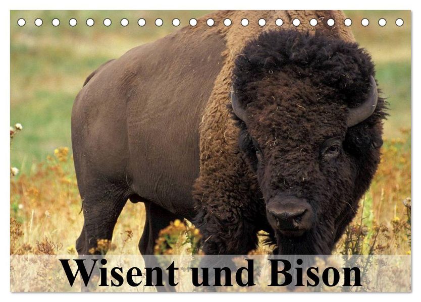 Wisent und Bison (Tischkalender 2027 DIN A5 quer) CALVENDO Monatskalender
