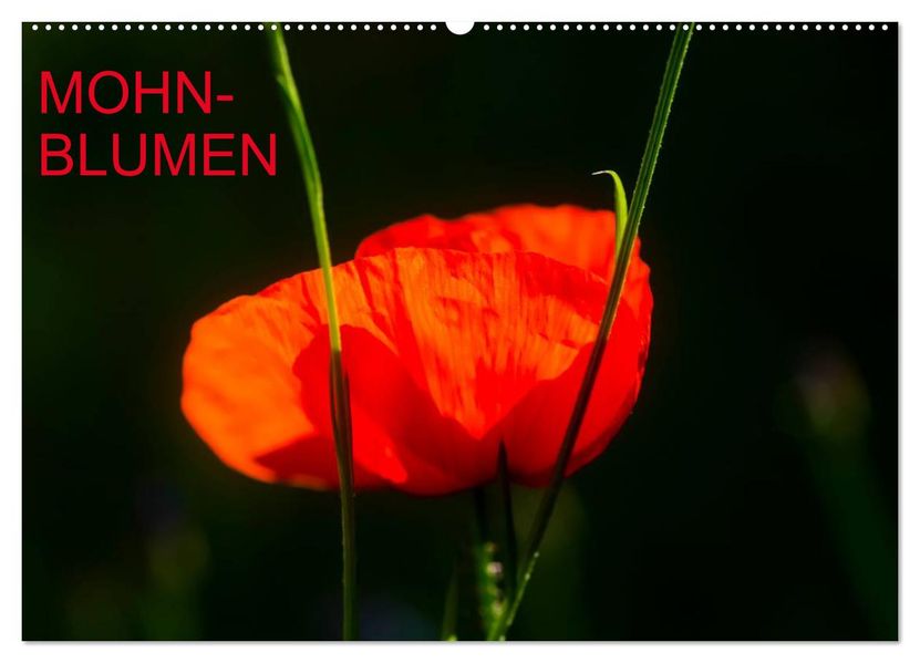 Mohnblumen (Wandkalender 2027 DIN A2 quer) CALVENDO Monatskalender