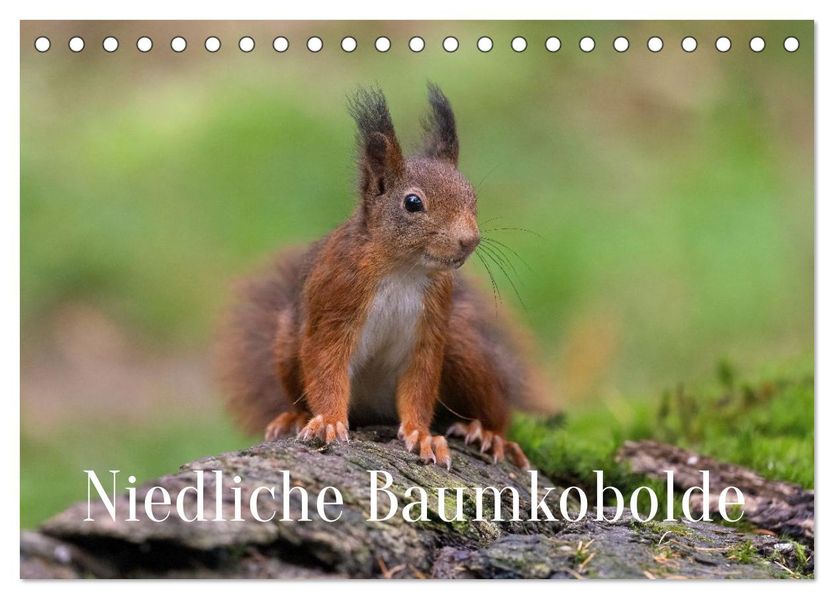 Niedliche Baumkobolde (Tischkalender 2027 DIN A5 quer) CALVENDO Monatskalender