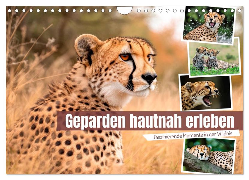 Geparden hautnah erleben (Wandkalender 2027 DIN A4 quer) CALVENDO Monatskalender