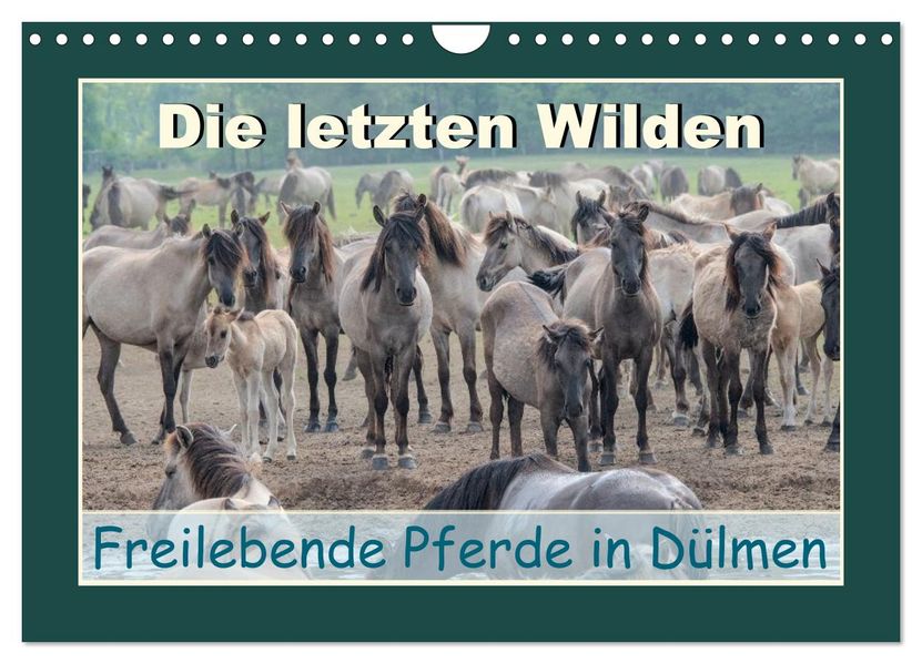 Die letzten Wilden - freilebende Pferde in Dülmen (Wandkalender 2027 DIN A4 quer) CALVENDO Monatskalender