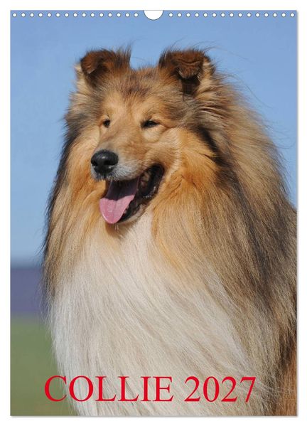 Collie 2027 (Wandkalender 2027 DIN A3 hoch) CALVENDO Monatskalender