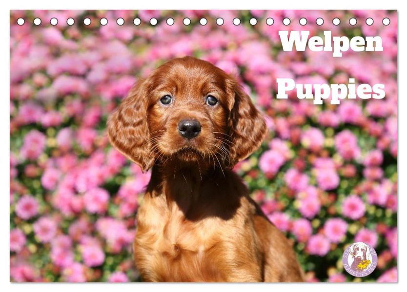 Welpen - Puppies (Tischkalender 2027 DIN A5 quer) CALVENDO Monatskalender