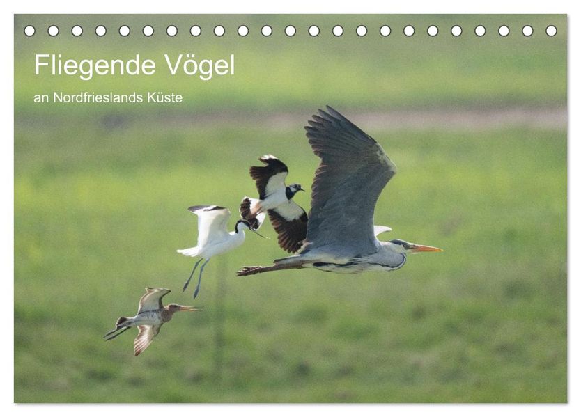 Fliegende Vögel an Nordfrieslands Küste (Tischkalender 2027 DIN A5 quer) CALVENDO Monatskalender