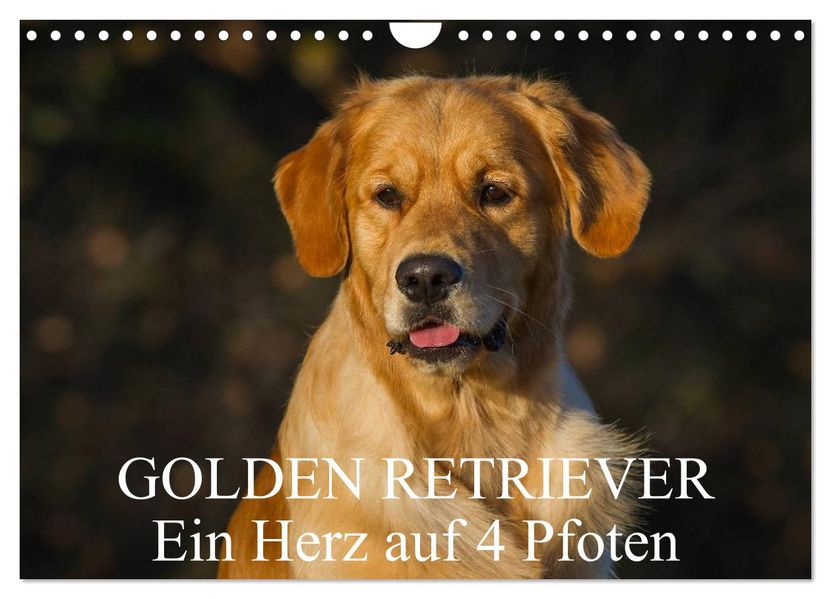 Golden Retriever - Ein Herz auf 4 Pfoten (Wandkalender 2027 DIN A4 quer) CALVENDO Monatskalender