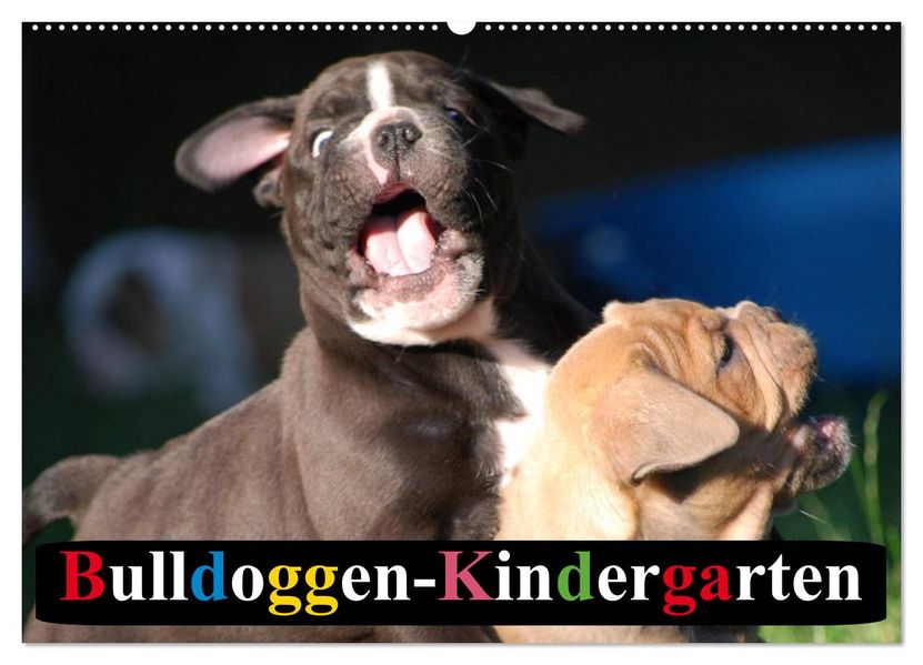 Bulldoggen-Kindergarten (Wandkalender 2027 DIN A2 quer) CALVENDO Monatskalender