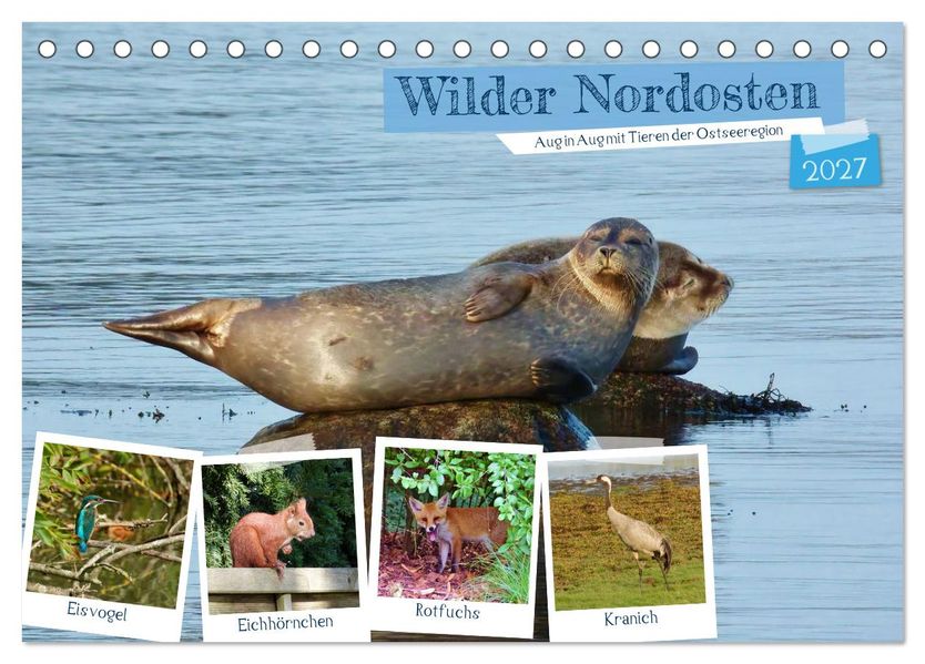 Wilder Nordosten - Aug in Aug mit Tieren der Ostseeregion (Tischkalender 2027 DIN A5 quer) CALVENDO Monatskalender