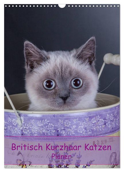 Britisch Kurzhaar Katzen - Planer (Wandkalender 2027 DIN A3 hoch) CALVENDO Monatskalender