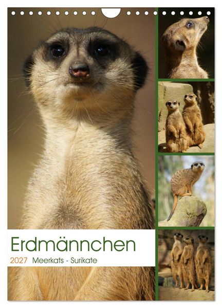 Erdmännchen-Meerkats-Surikate (Wandkalender 2027 DIN A4 hoch) CALVENDO Monatskalender