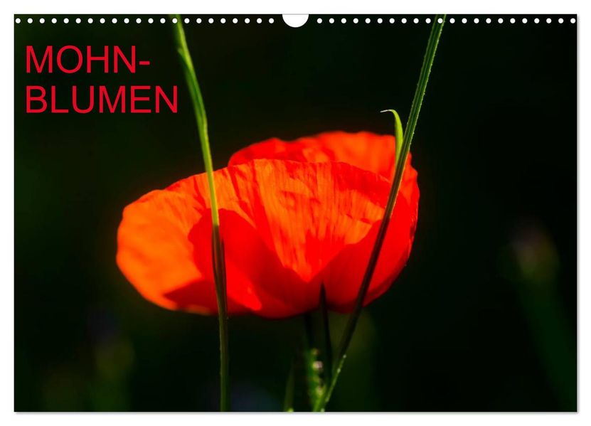 Mohnblumen (Wandkalender 2027 DIN A3 quer) CALVENDO Monatskalender