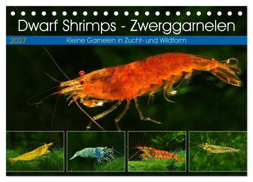 Dwarf Shrimps - Zwerggarnelen (Tischkalender 2027 DIN A5 quer) CALVENDO Monatskalender