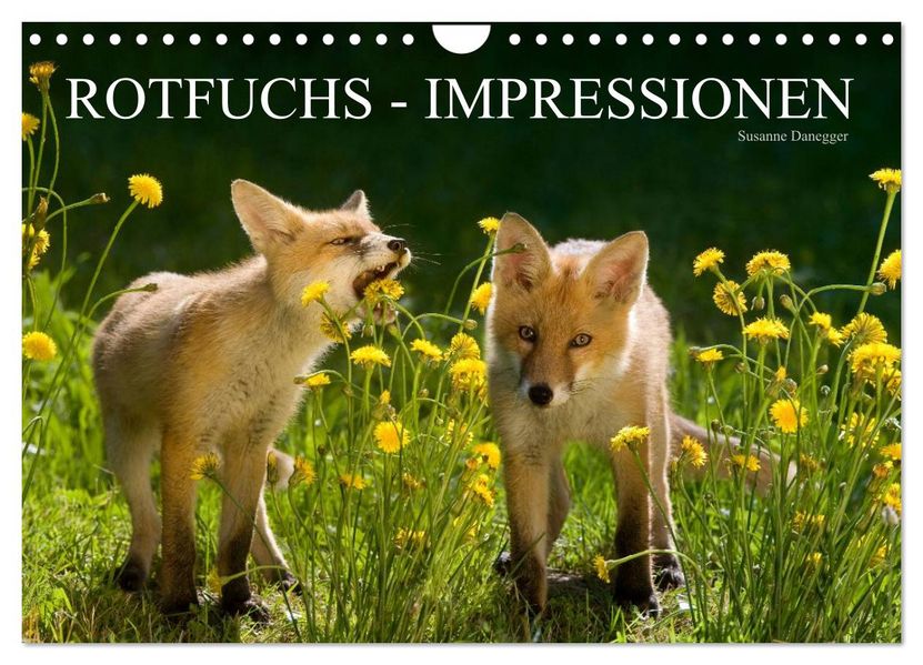 Rotfuchs - Impressionen (Wandkalender 2027 DIN A4 quer) CALVENDO Monatskalender
