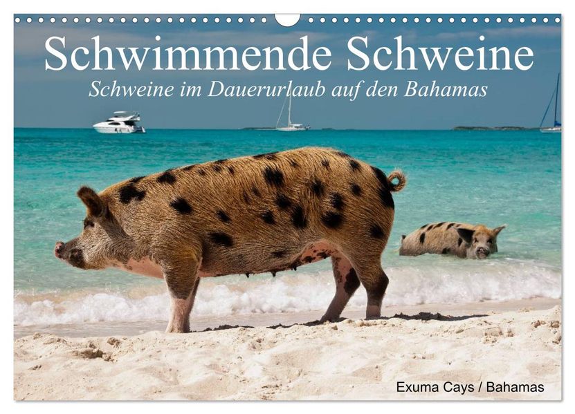 Schwimmende Schweine (Wandkalender 2027 DIN A3 quer) CALVENDO Monatskalender