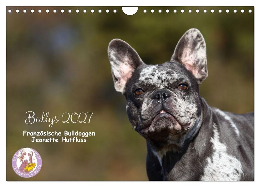 Bullys - Französische Bulldoggen 2027 (Wandkalender 2027 DIN A4 quer) CALVENDO Monatskalender