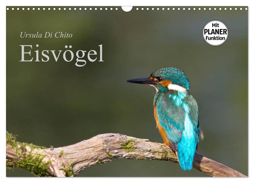 Eisvögel (Wandkalender 2027 DIN A3 quer) CALVENDO Monatskalender