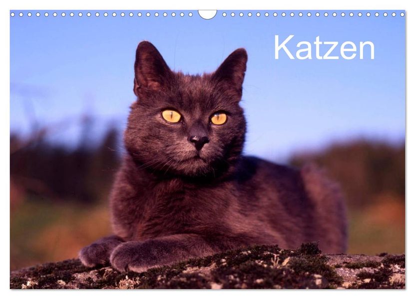 Katzen (Wandkalender 2027 DIN A3 quer) CALVENDO Monatskalender