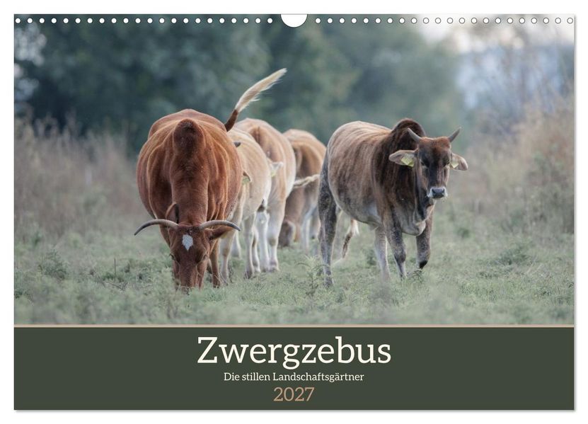 Zwergzebus - Die stillen Landschaftsgärtner (Wandkalender 2027 DIN A3 quer) CALVENDO Monatskalender
