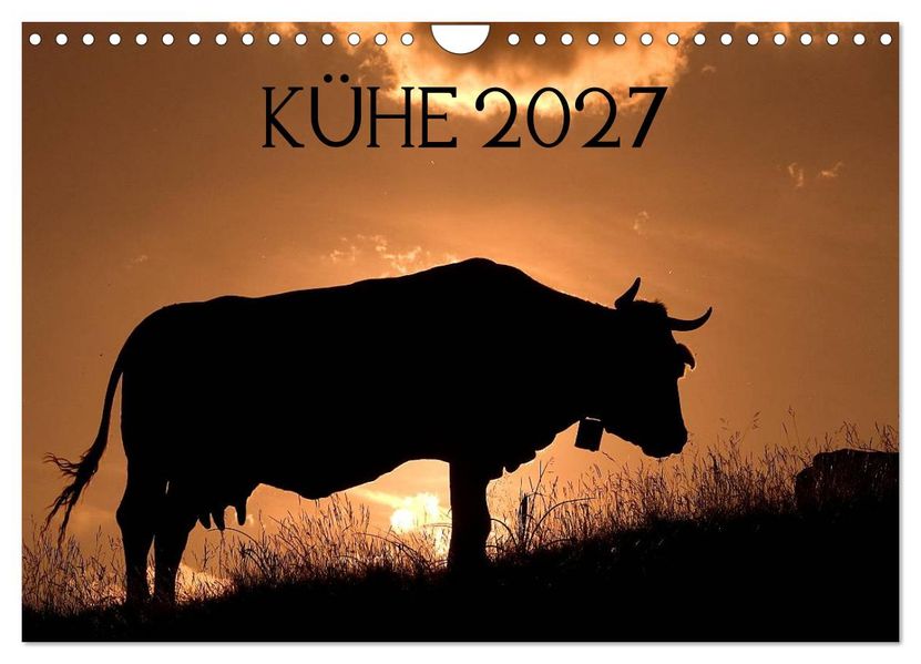 Kühe 2027 (Wandkalender 2027 DIN A4 quer) CALVENDO Monatskalender