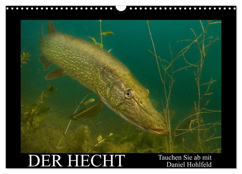 Der Hecht - Tauchen Sie ab mit Daniel Hohlfeld (Wandkalender 2027 DIN A3 quer) CALVENDO Monatskalender