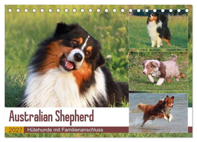 Australian Shepherd - Hütehunde mit Familienanschluss (Tischkalender 2027 DIN A5 quer) CALVENDO Monatskalender
