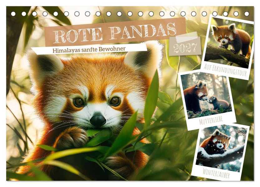 Rote Pandas - Himalayas sanfte Bewohner (Tischkalender 2027 DIN A5 quer) CALVENDO Monatskalender