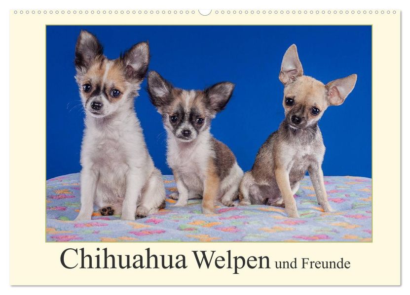 Chihuahua Welpen und Freunde (Wandkalender 2027 DIN A2 quer) CALVENDO Monatskalender